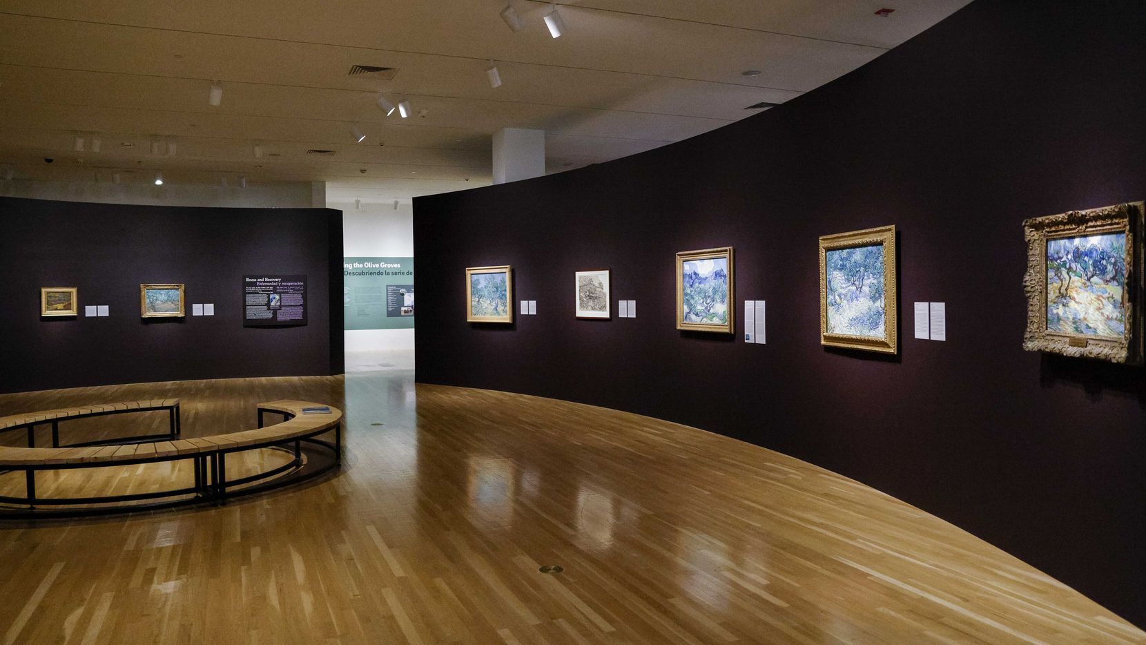 La série des Oliviers de Van Gogh n'avait jamais fait l'objet de sa propre exposition auparavant.  Il se rendra au musée Van Gogh d'Amsterdam au printemps prochain.
