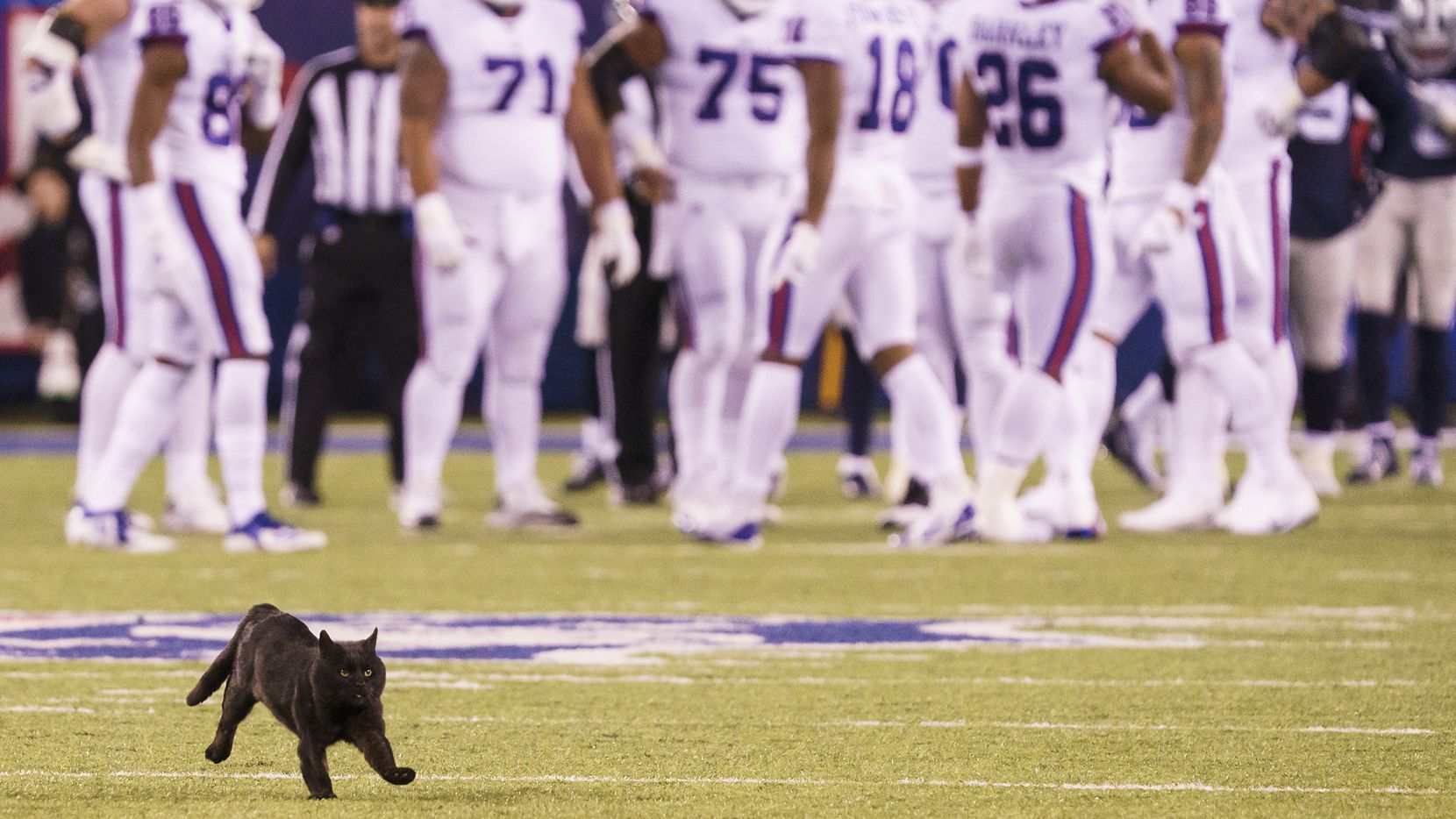 Cowboys Giants Sideline Exclusive Black Cat Really Did Provide A Jolt To Metlife Stadium Crowd 7604