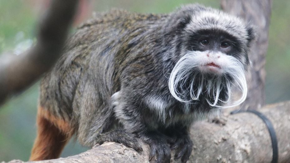 The Dallas Zoo alerted the Dallas Police Department that two emperor tamarin monkeys went...