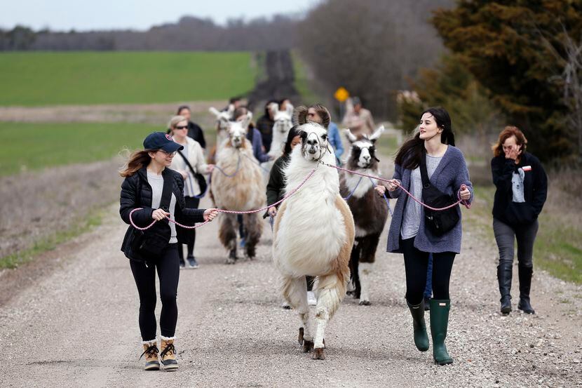 Maddie Howells (left) and Alicia Decker, both of Fort Worth, walk with Bahama Llama at...