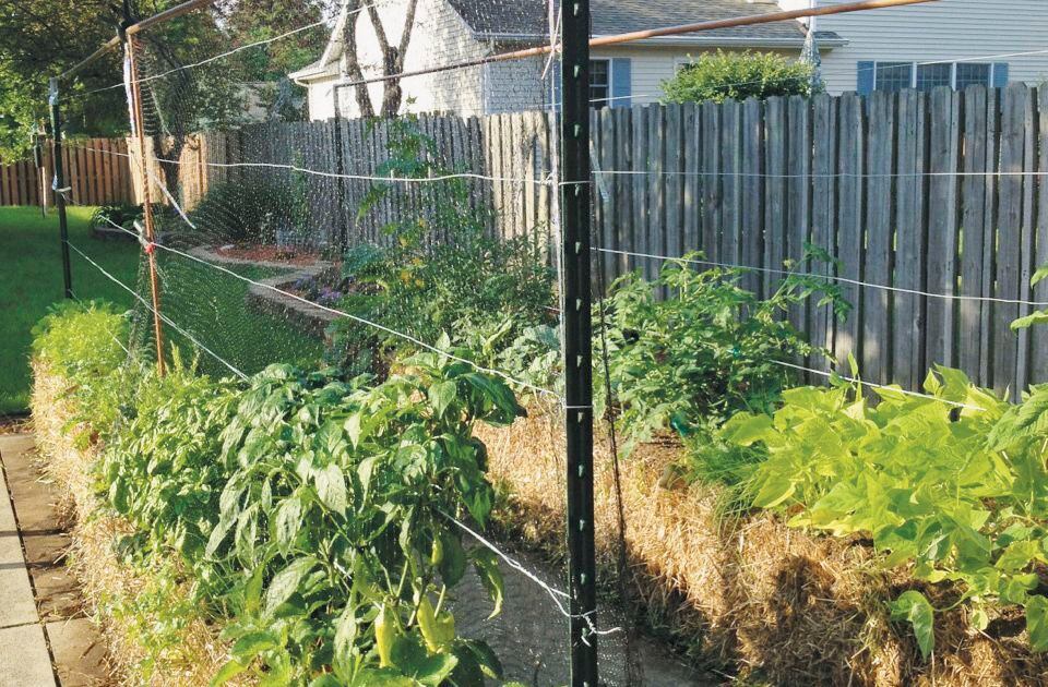 Straw Bales Revolutionize Gardening