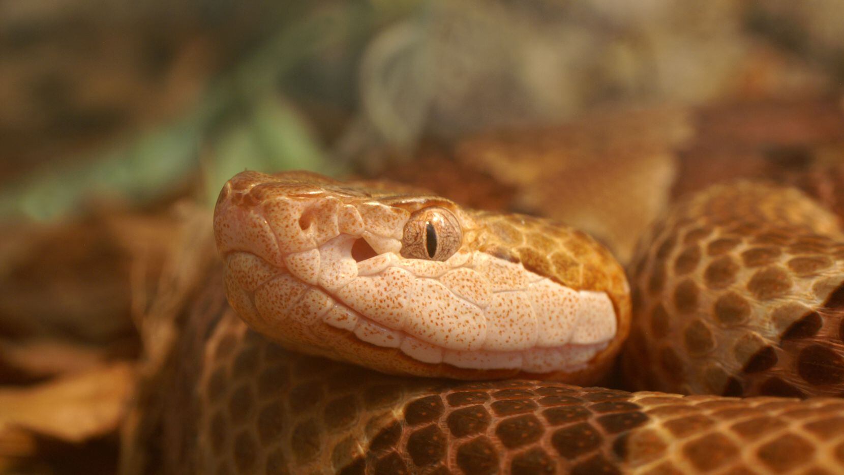 La serpiente cabeza de cobre es una de las más comunes en el Norte de Texas.