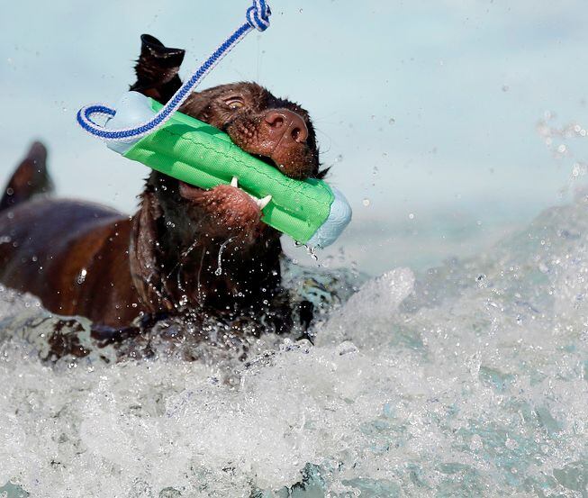 Thor, a Chocolate Lab and German Short Hair Pointer mix, retrieves a pool toy during Doggie...