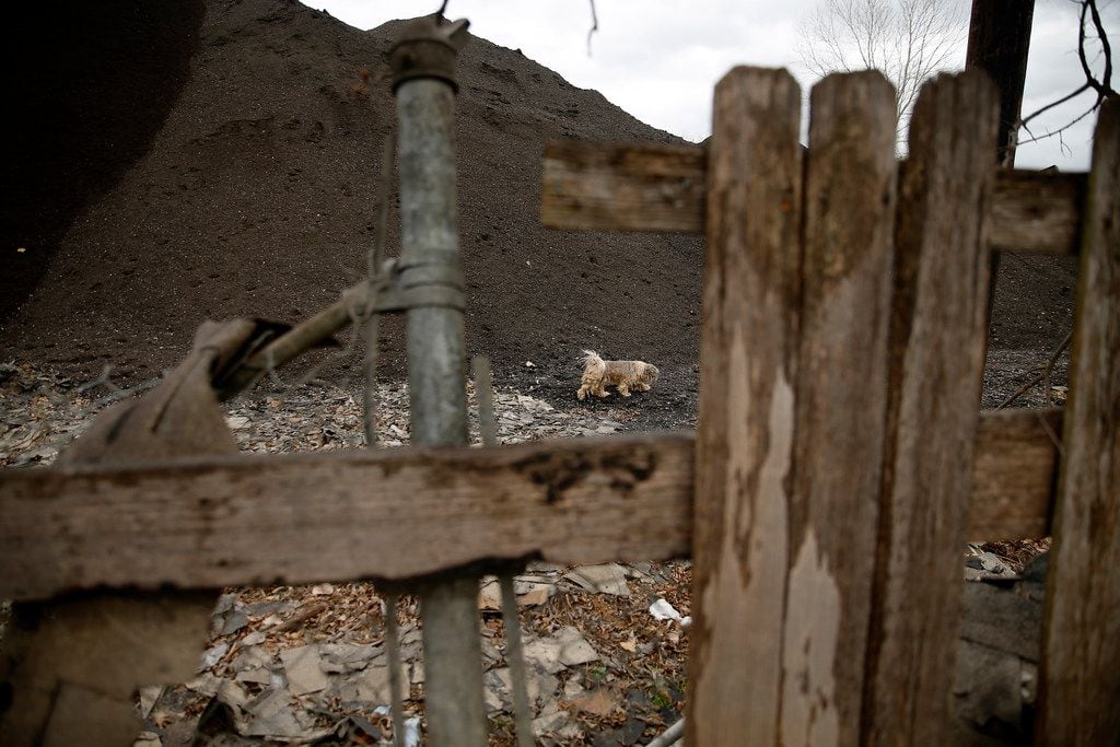 A neighborhood dog wanders through a large hill of used roofing shingles along South Central Expressway.