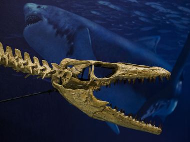 A re-created Prognathodon kianda skull in the "Sea Monsters Unearthed" exhibit on Oct. 23, 2018 at the Smithsonian National Museum of Natural History in Washington, D.C. The exhibit features Angolan mosasaurs that Southern Methodist University paleontologists Louis Jacobs and Michael Polcyn and their team have unearthed over the last decade. It opens on Nov. 9, and will remain for two years. 