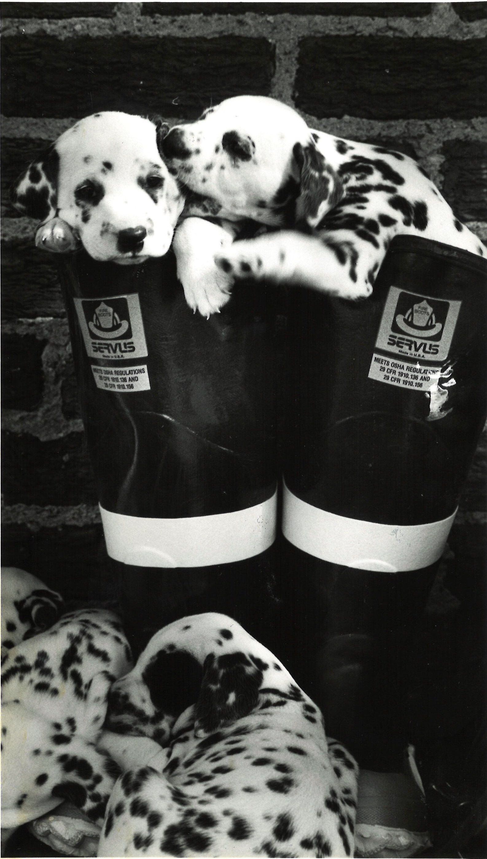 The purebred Dalmatian puppies of Barney and Natasha Pepper  in 1987.