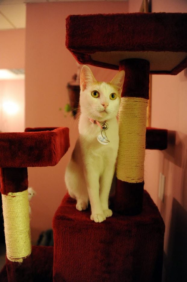 A cat perches on the cat tree.