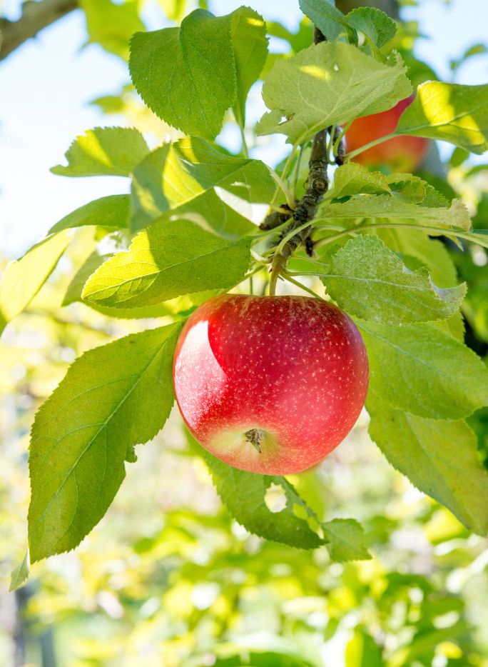Grow Our Own Apples, Garden Apple Tree Varieties