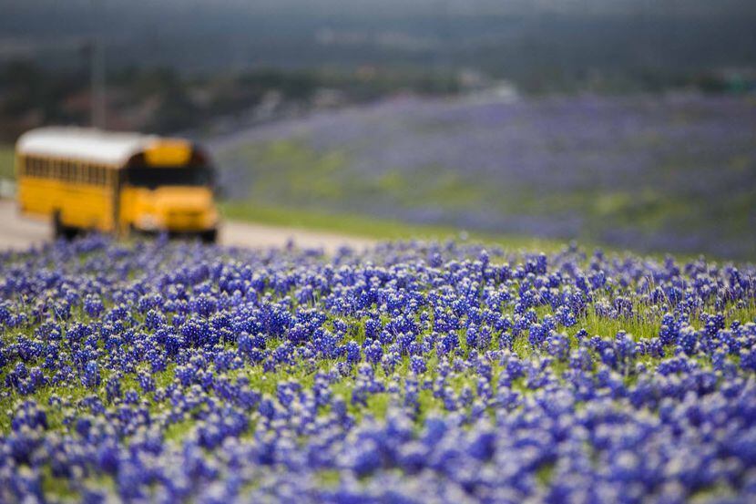 Bluebonnets fill grassy hills near the intersection of Mountain Creek Pkwy and S Walton...