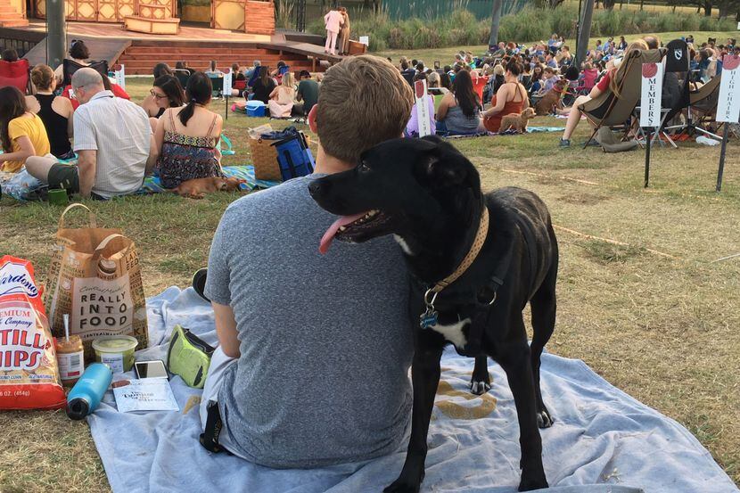 7 Dog-Friendly Activities in San Antonio That Will Make Tails Wag