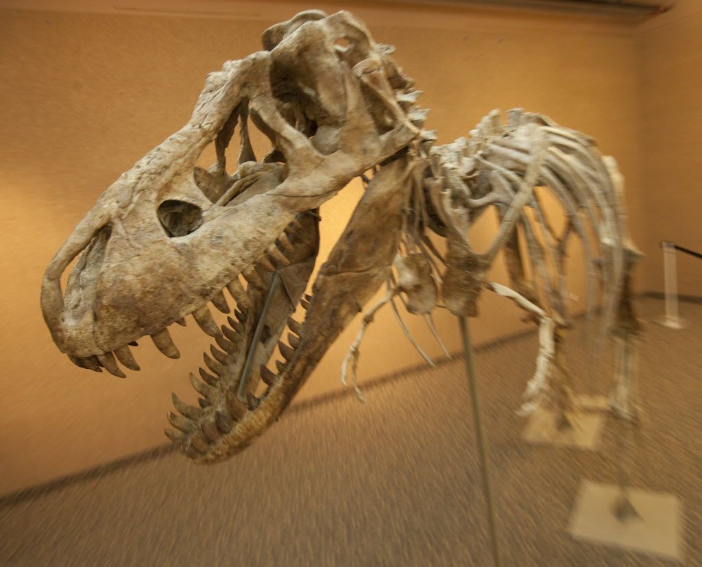 A 12-foot tall, 23-foot long, 75% complete Tyrannosaurus bataar, the slightly smaller Asian...
