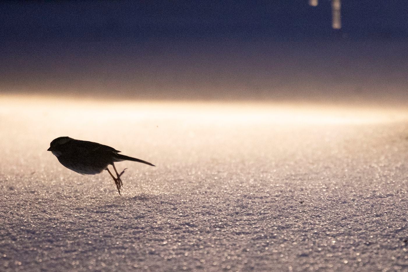A bird flies over snow at Klyde Warren Park as sleet falls on Thursday, Feb. 3, 2022, in...
