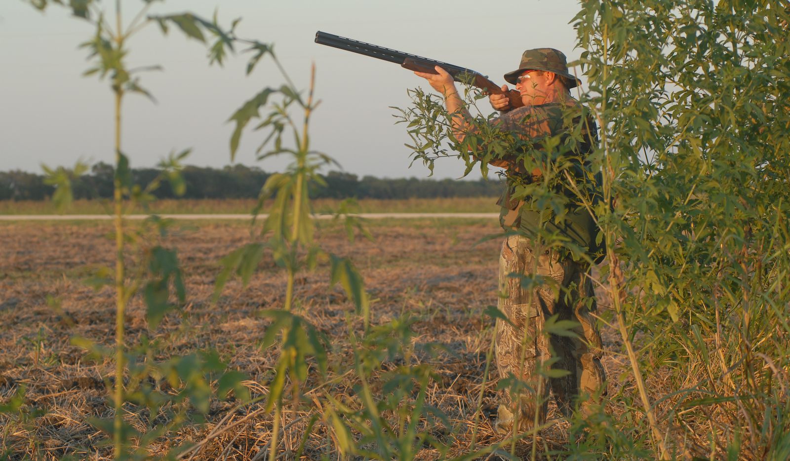 Dove hunting season preview Spring estimates for south zone show