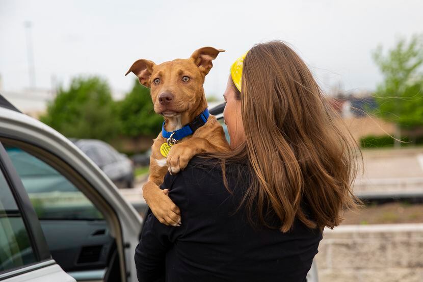 Dallas Animal Services se ha visto saturado con la cantidad de mascotas devueltas por sus...