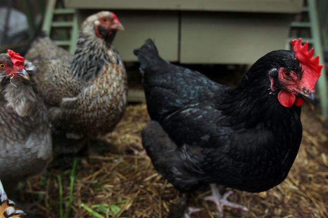 En Dallas se permite tener gallinas en el patio bajo ciertas condiciones.