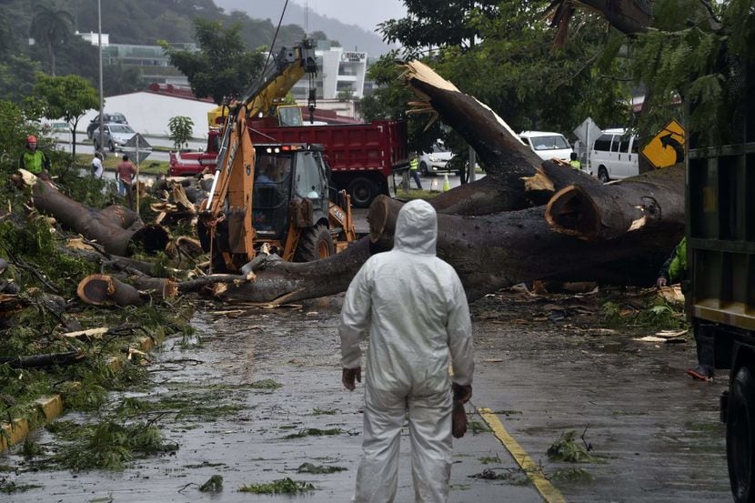 Trabajadores cortan un árbol que mató a un niño después de caer durante una tormenta en...