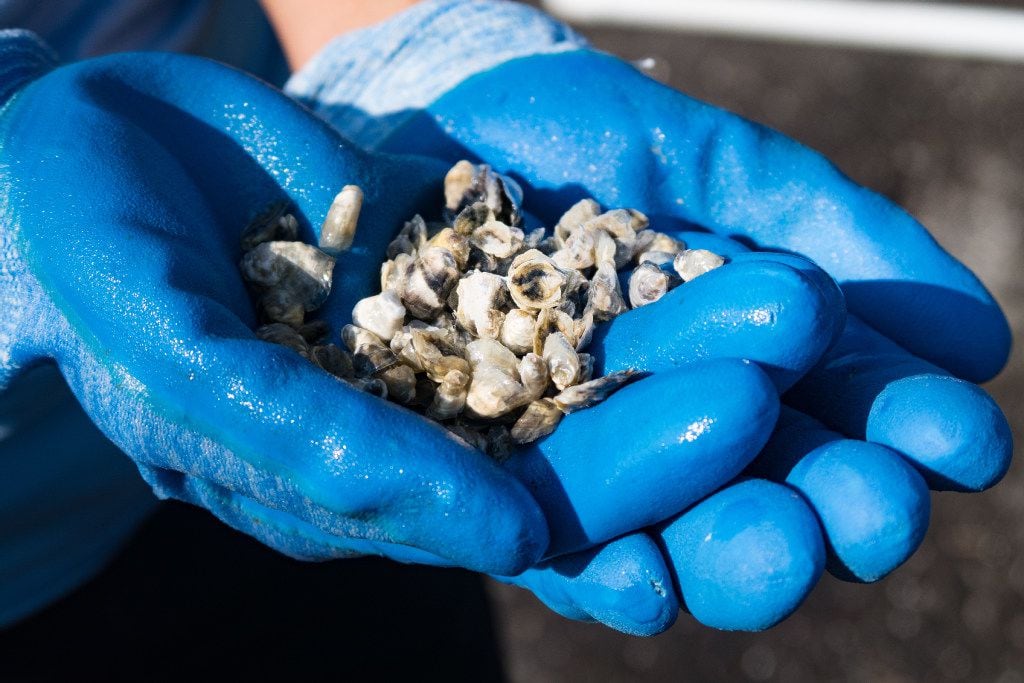 About 100,000 of these baby East Coast oysters will eventually be harvested from a lake at...