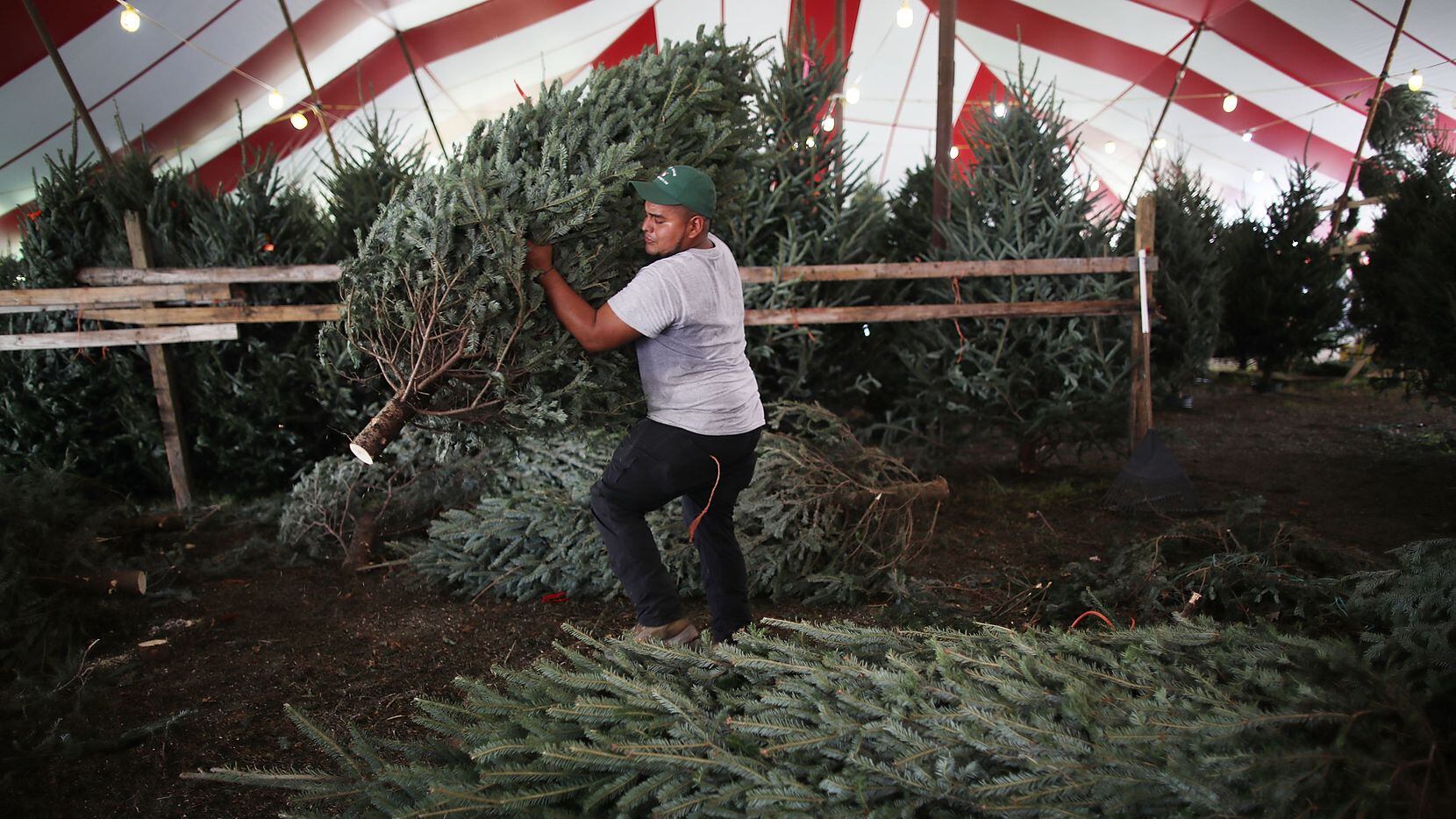 MIAMI, FL - DECEMBER 18: Marco Gomez prepares a Christmas tree for sale at Holiday Sale on December 18, 2017 in Miami, Florida.   The National Christmas Tree Association announced that there is a tree shortage this year which is driving up prices and causing people to have to shop around to find trees.  (Photo by Joe Raedle/Getty Images)