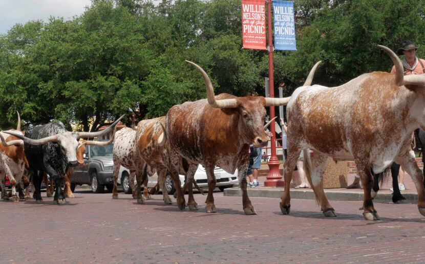 The Fort Worth Herd makes its way down Exchange Avenue.