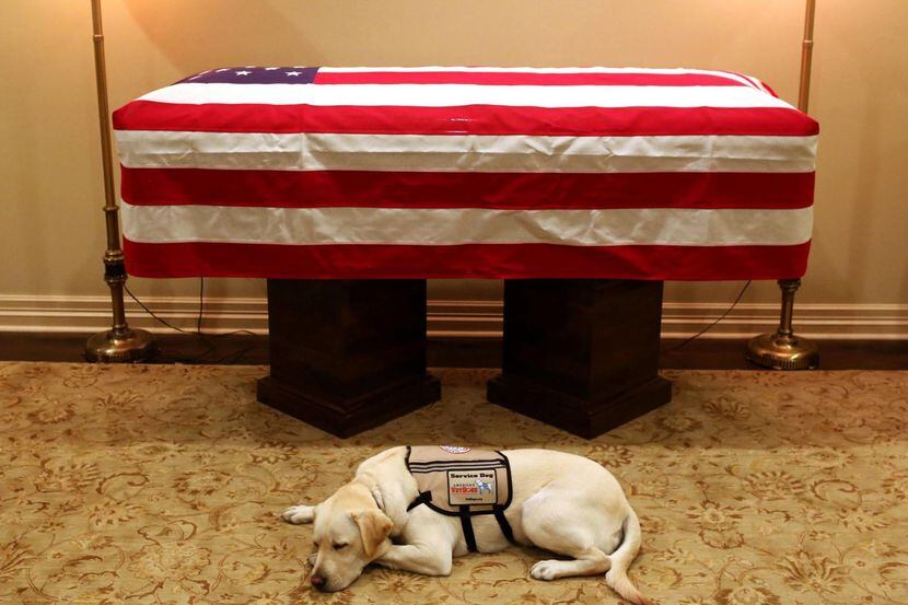 Sully junto a los restos del ex presidente George H.W. Bush. (AP/EVAN SISLEY)
