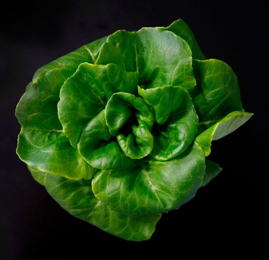 Butter lettuce is harvested inside a vertical farm in the back of the Central Market store...