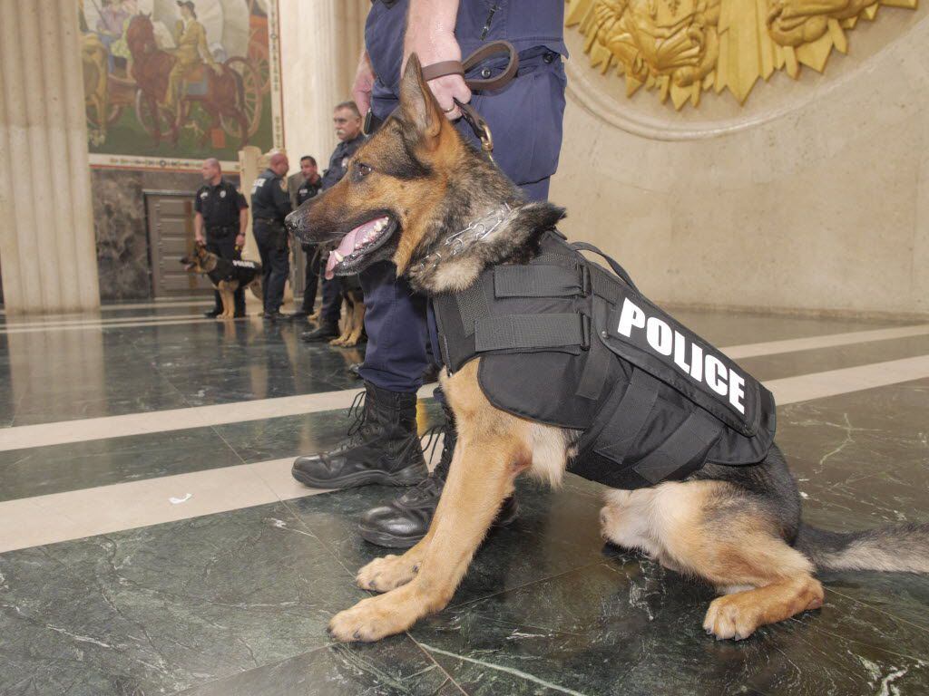 A Dallas K9 officer models a ballistics vest similar to those a donation will pay for.