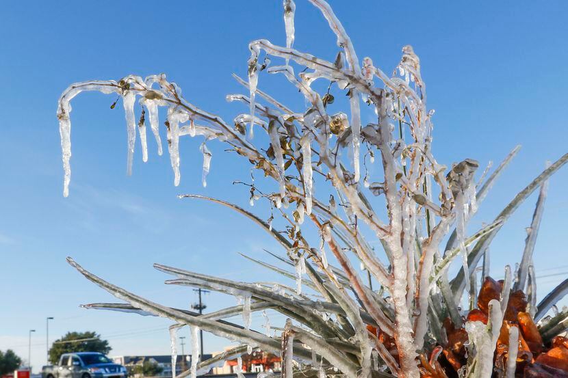Un planta amaneció cubierta en hielo el 1 de enero en Arlington. (Ron Baselice/The Dallas...