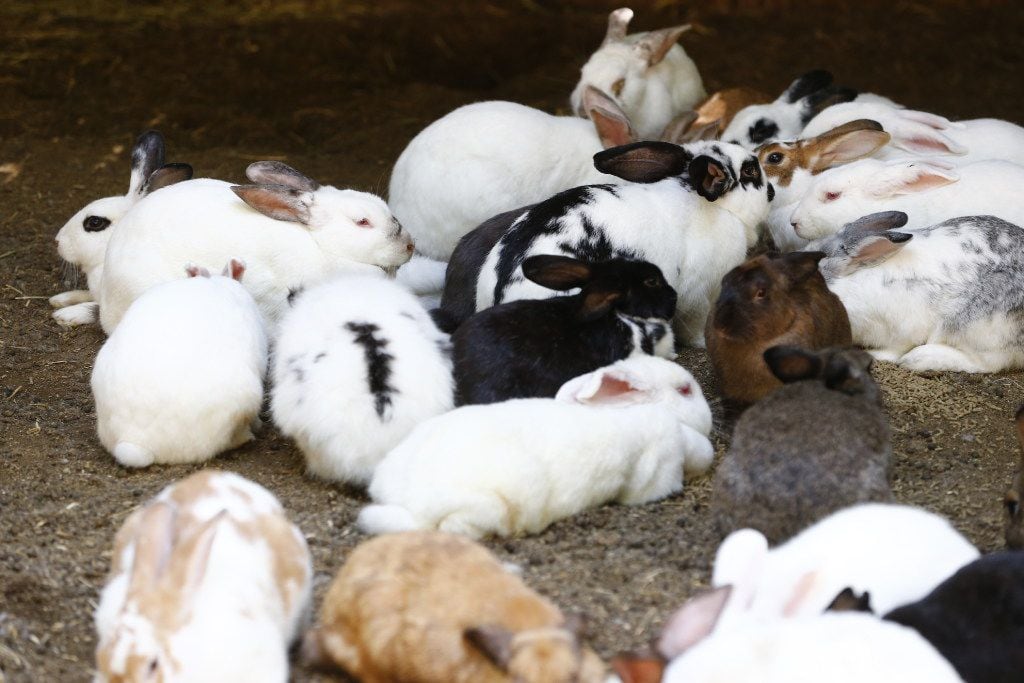 There's been a bumper crop of bunnies this year, thanks to a mild winter and a wet spring.
