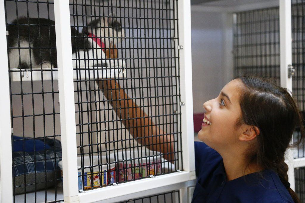 Sophia Villalba, 11, pets Baby the cat that she adopts on her birthday at Operation Kindness...