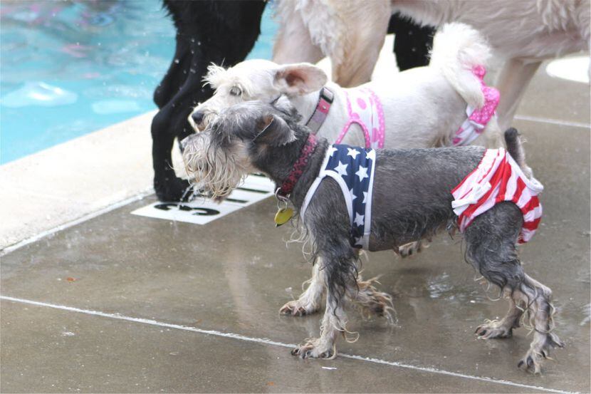 Doggie Splash Day at Vanston Pool in Mesquite includes a swimsuit contest.