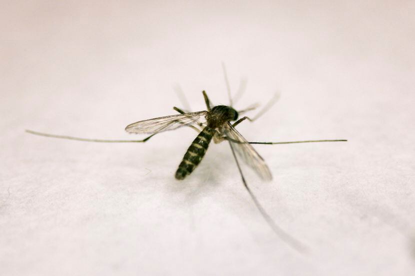 The mosquito season begins in summer and continues through fall in North Central Texas.