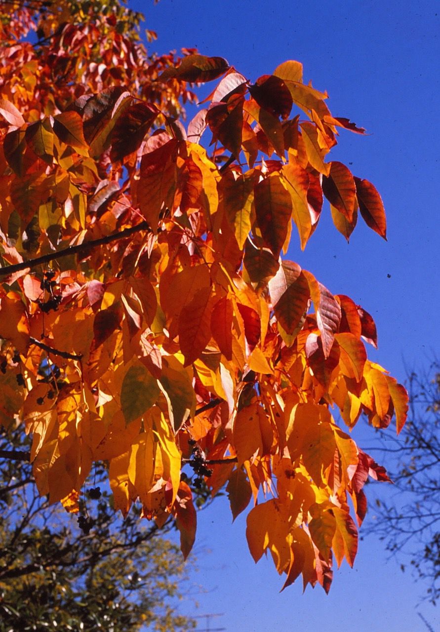 Texas ash fall color ranges from bright yellow to deep reds, all on the tree at the same time.