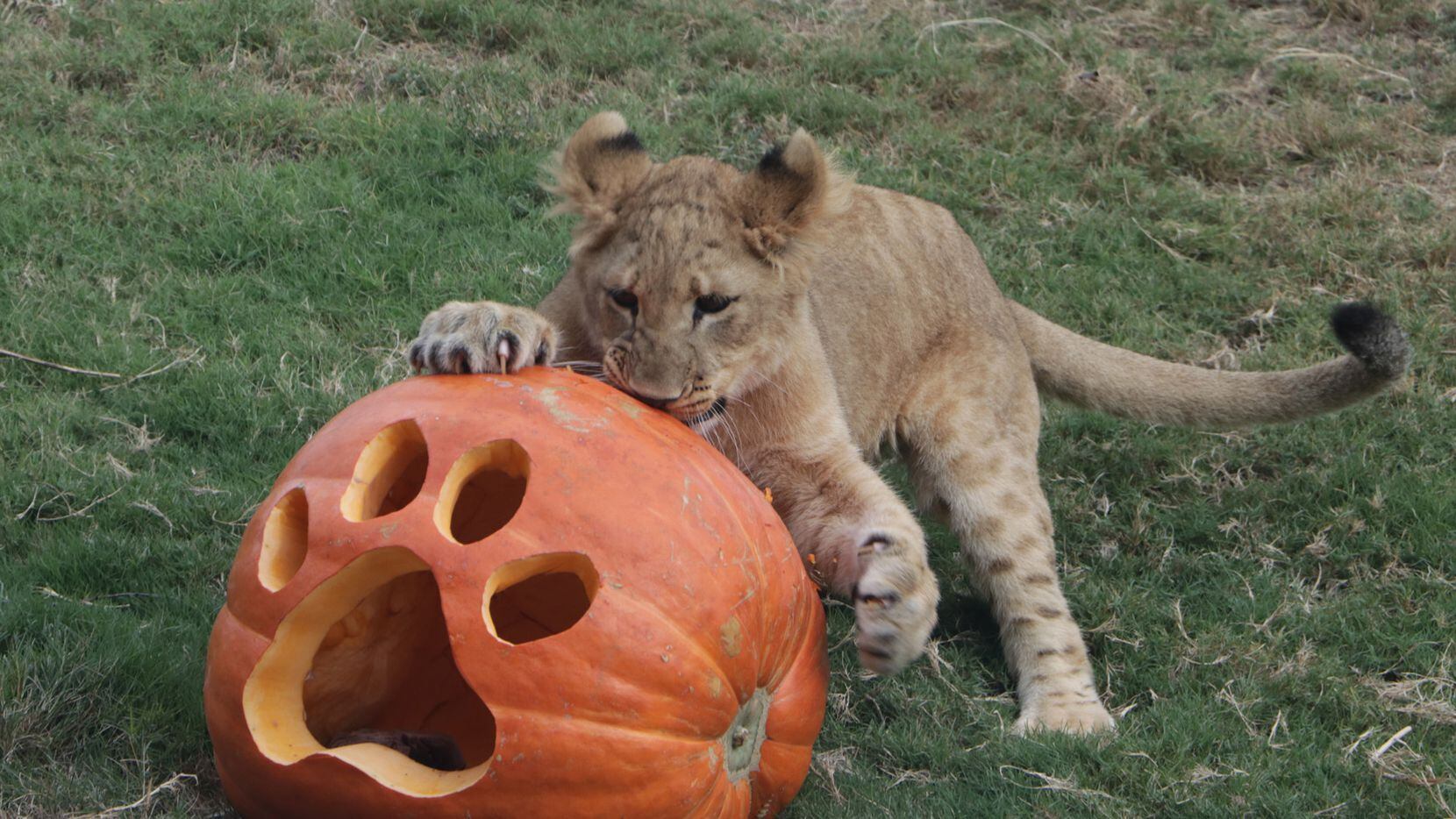 Dallas Zoo animals bite, smash and roll their way through Halloween pumpkin  treats