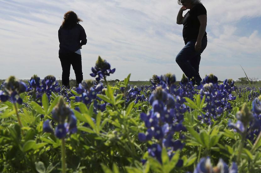 Dana Carlin and PerriAngela Wickham look over a field of Bluebonnets in Ennis Saturday April...
