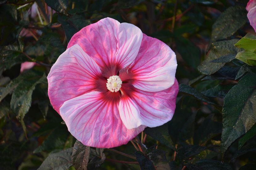 How To Grow And Care For Summer-Blooming Hibiscuses