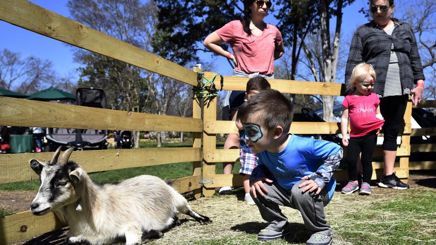 Erik Fryes, de 2 años, visita a una cabra bebé en un petting zoo en el Dallas Arboretum, el...