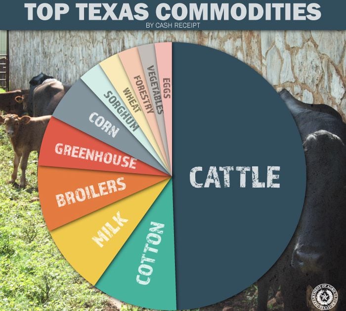 In Texas Cattle Rustling Evolves Into Sophisticated Multimillion