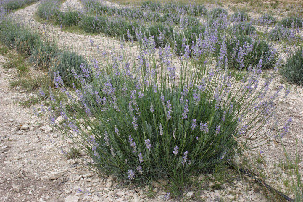 Close-up of lavender growing at Texas Lavender Hills, Blanco, Texas