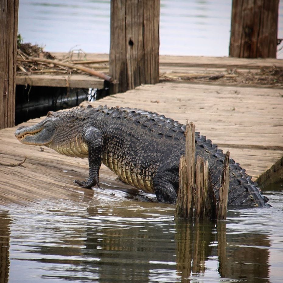An alligator spotted sunbathing at Fort Worth Nature Center and Refuge over Memorial Day...