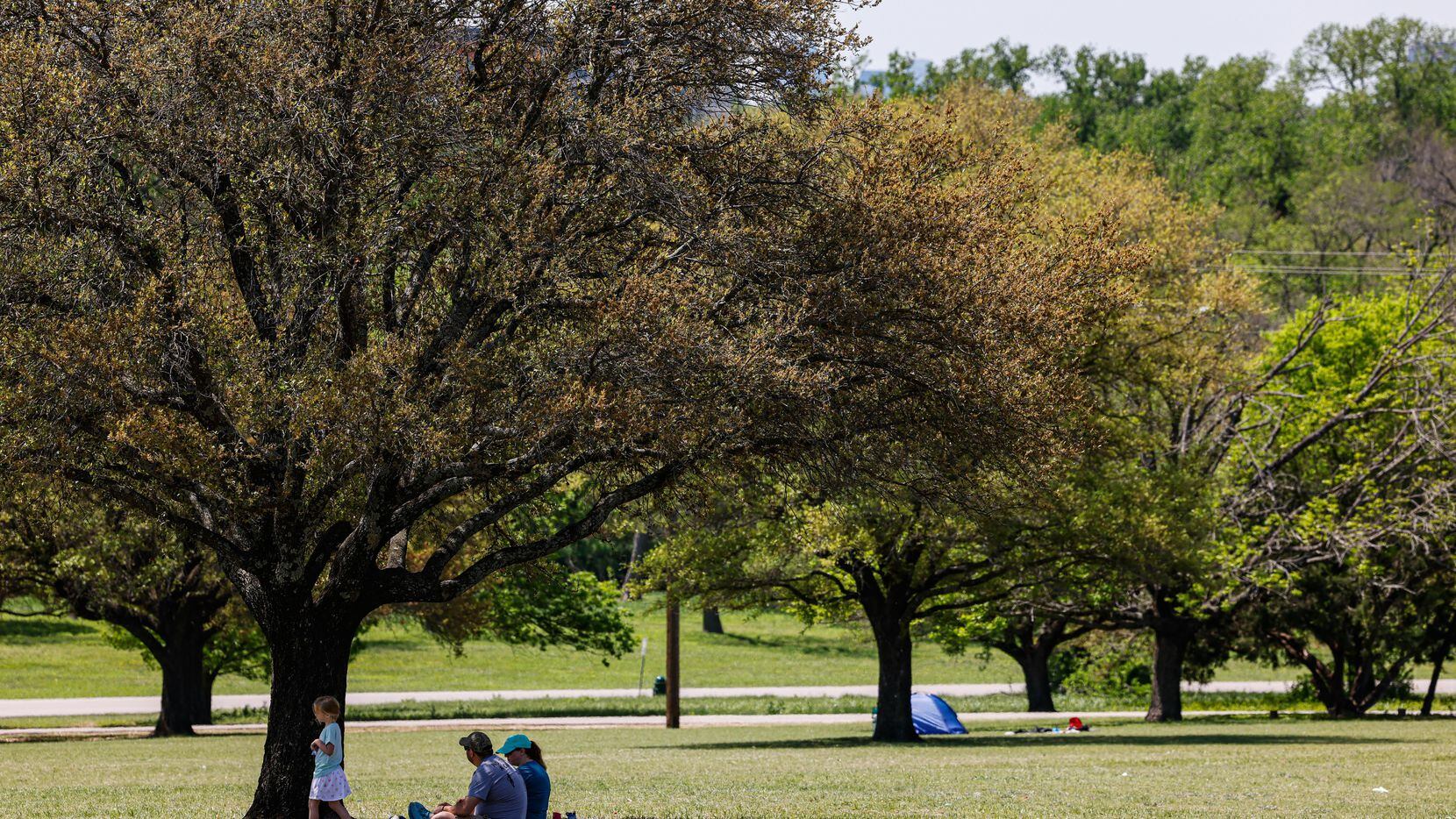Tree scape at the Flag Pole Hill Park in Dallas on Monday, April 18, 2022.