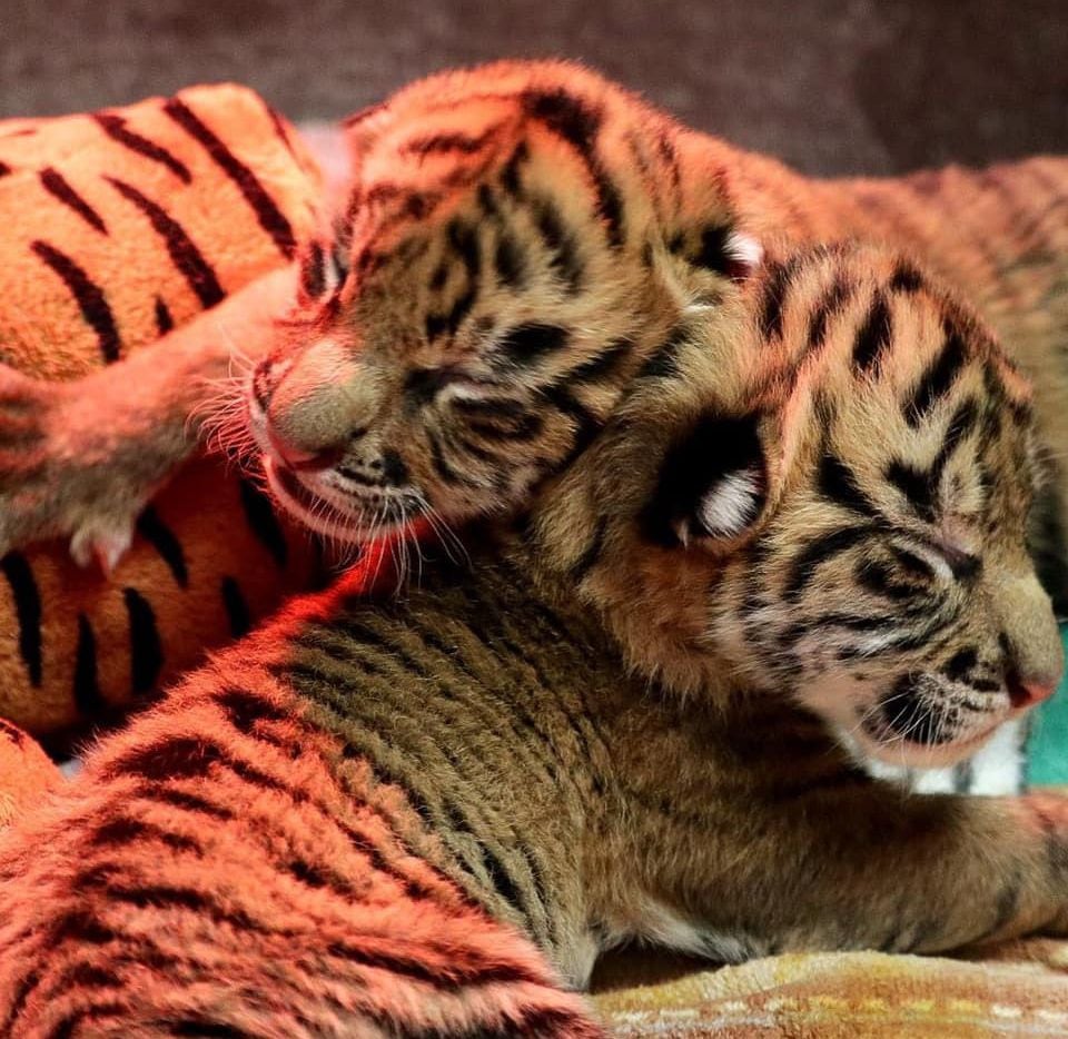 Unnamed twin Sumatran tiger cubs are pictured shortly after their birth on Dec. 6, 2021.