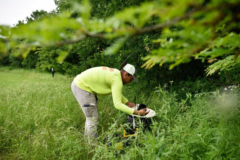 Erin Plaisance, assistant director of operations with Municipal Mosquito, sets a BG Sentinel...