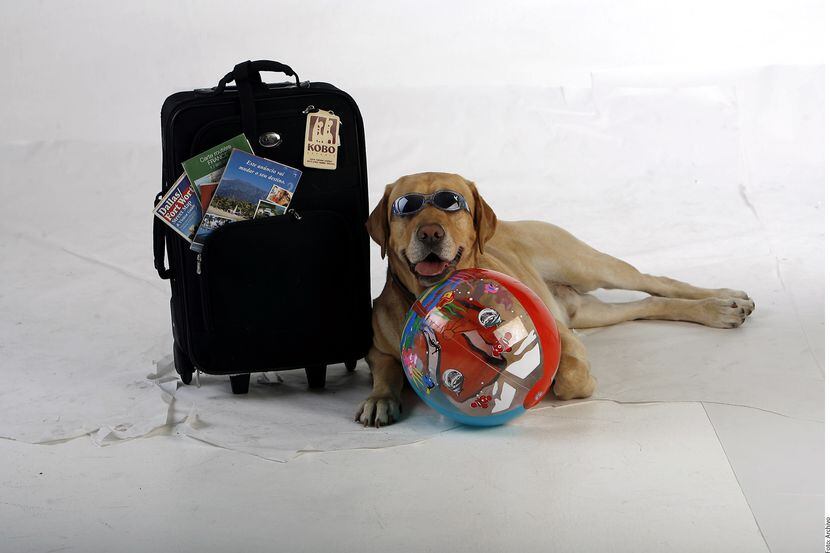 La aerolínea Volaris se comprometió a darle a las mascotas un espacio exclusivo dentro del...