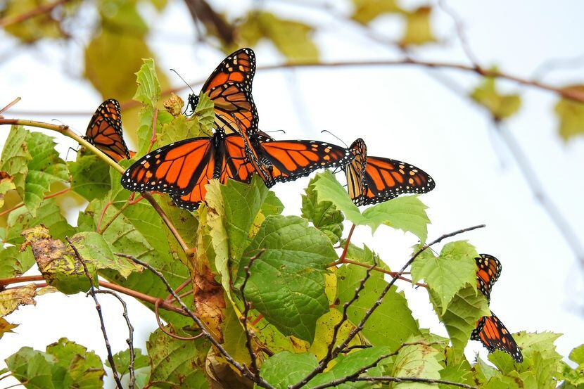 Una mariposa monarcha en Point Pelee National Park, en Canadá.(AP)
