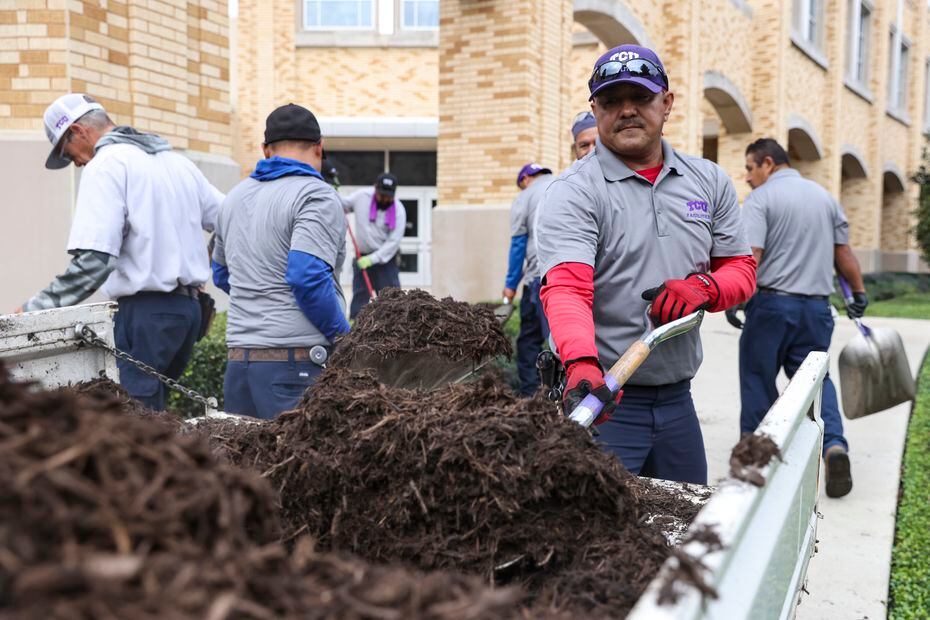 Melchor Hernandez scoops mulch from a work truck Wednesday, Nov. 9, 2022, at Texas Christian...