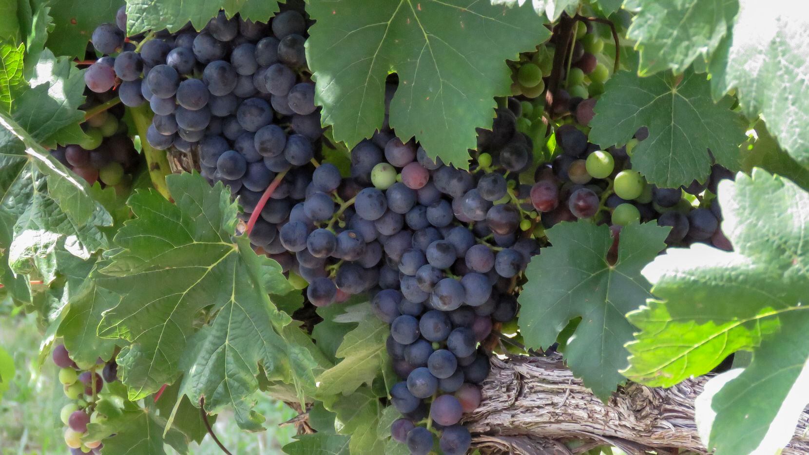 tempranillo grapes on the vine