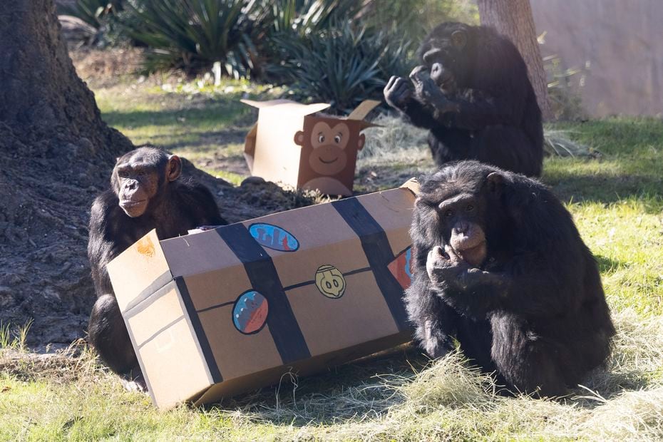 For the Dallas Zoo, moving Mshindi (left) to another zoo opens up the possibility for more chimpanzees to be transferred into the troop.
