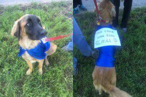  Rescue dog Chewbacca wore a sign saying "This could have been me!" at Saturday's event to...