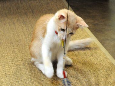 Cato plays with cat toys at Cat Connection featuring adoptable cats from Operation Kindness...