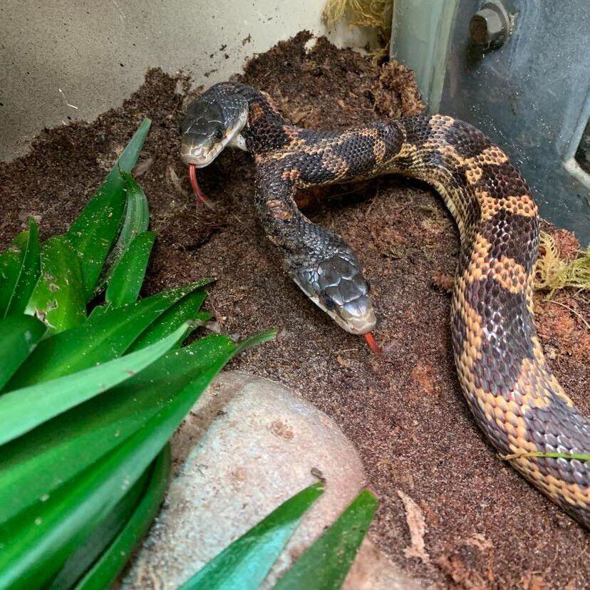Lifestyle drives snake similarities in boas and pythons